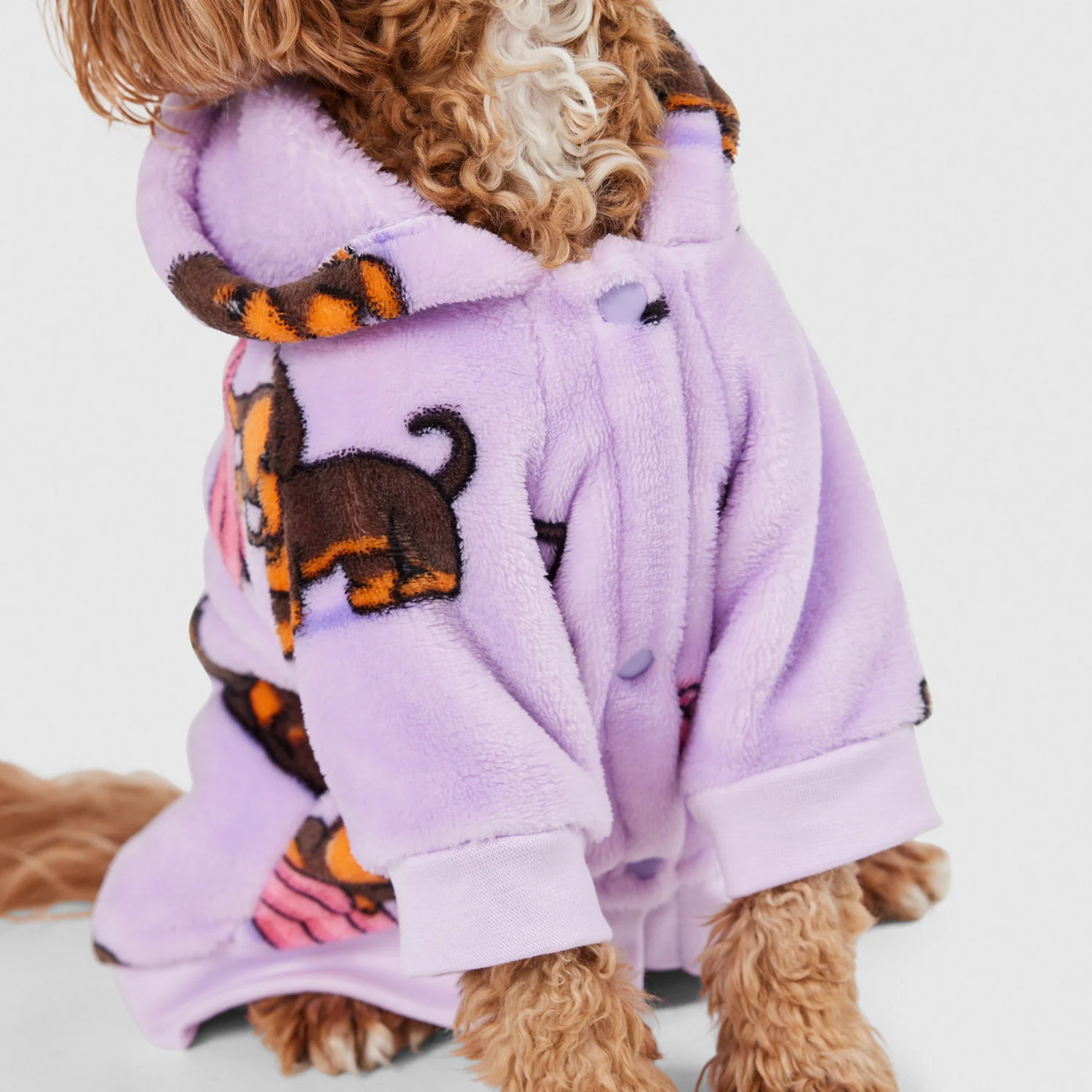 Dachshund - Image 4