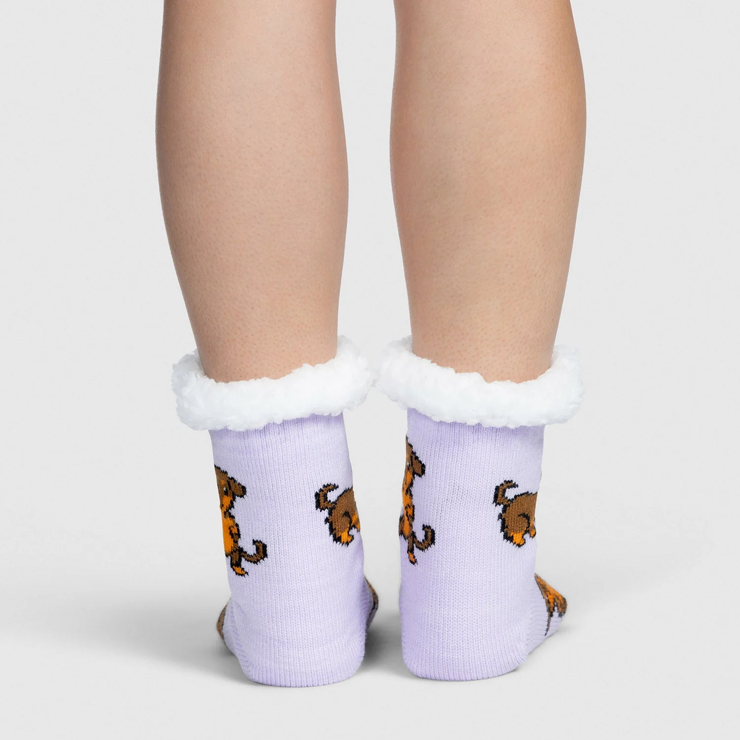 Dachshund - Image 3