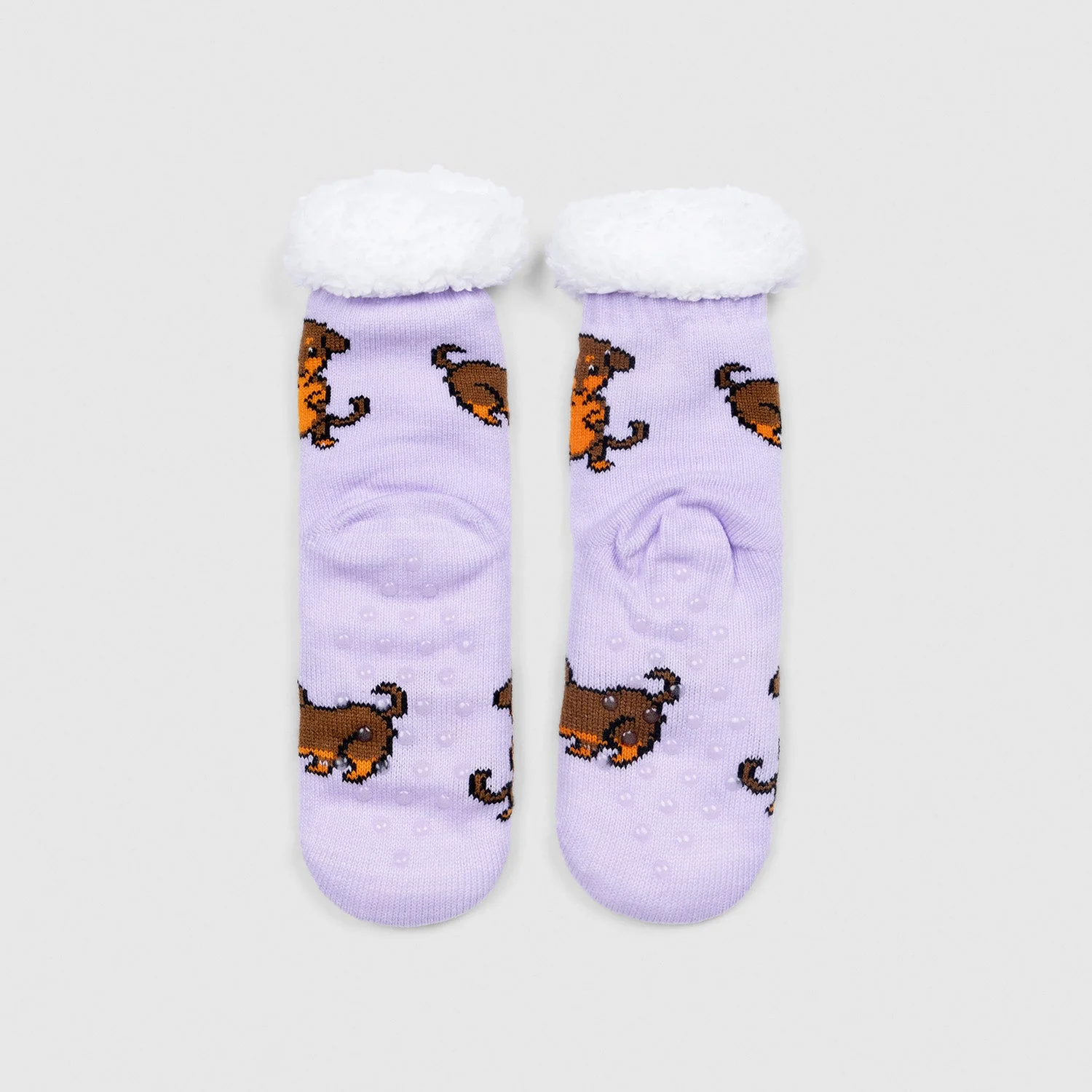 Dachshund - Image 5