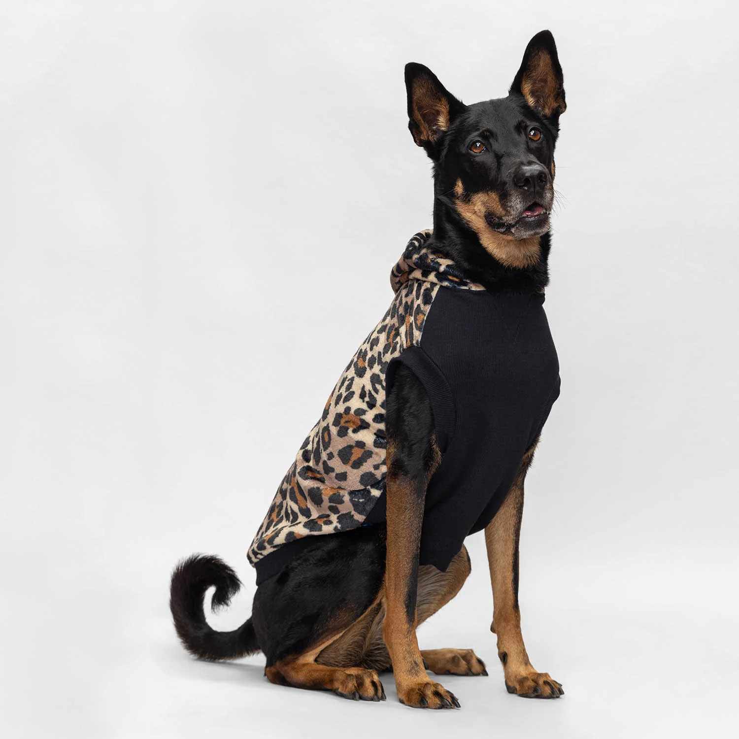 Leopard - Image 3