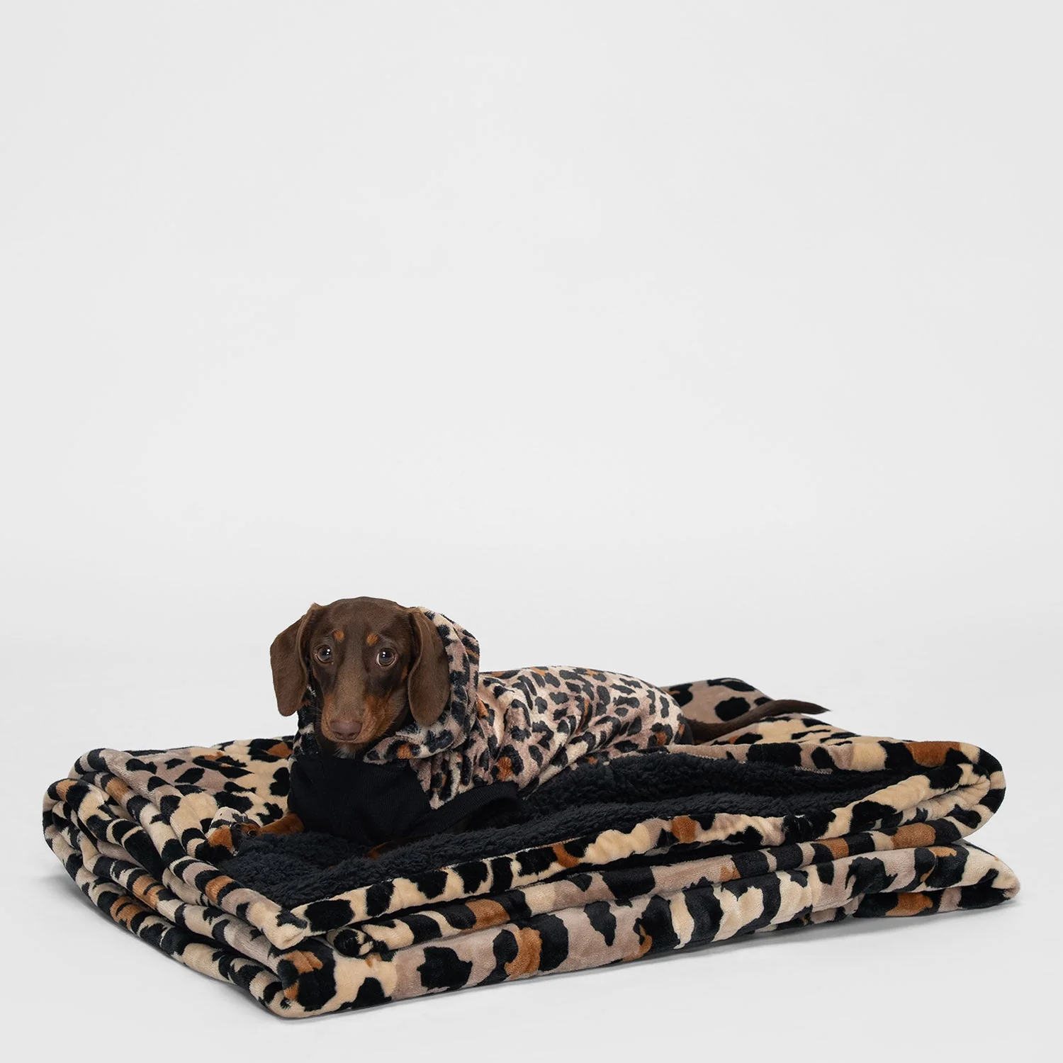 Leopard - Image 5